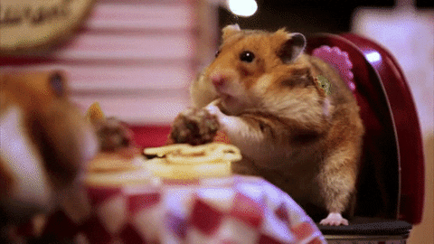 by hamster happiness gifs get the best gif on giphy medium