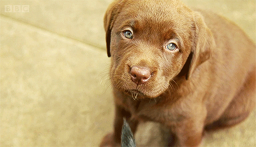 puppy gif by bbc find share on giphy medium