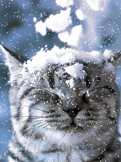 all animated images does your cat love snow d cool animals medium