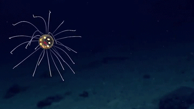 microsoft paint jellyfish discovered in the deep sea video deep medium