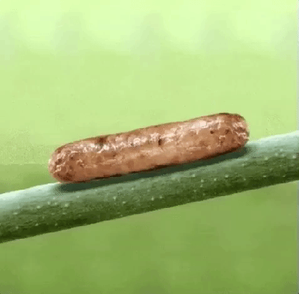 icky inchworm gif find share on giphy medium
