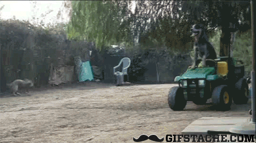 dog lawnmower gif find share on giphy medium
