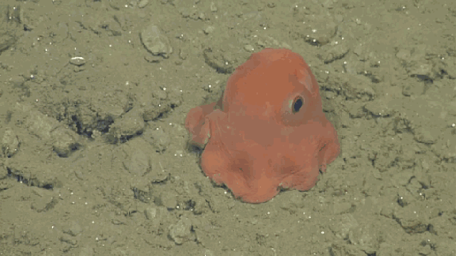 this adorable little flapjack octopus is a must see medium