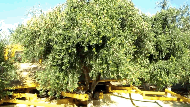 gifs show real trees shaking to life just like the movie trees of medium