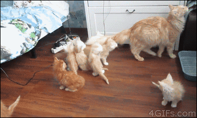 mom accidentally scaring the kittens imgur cute pinterest medium