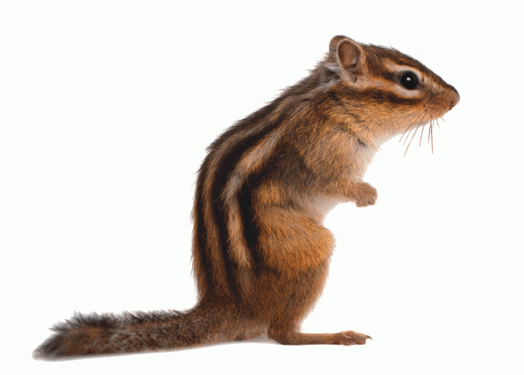 55 best ilo squirrel images on pinterest squirrel squirrels and medium