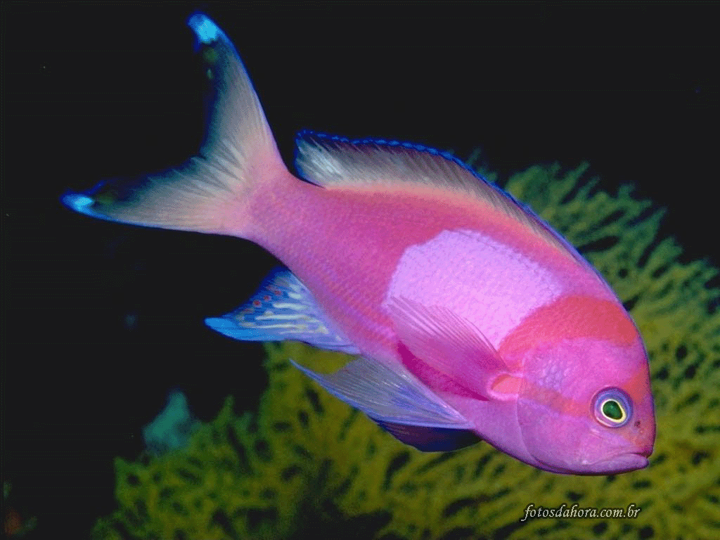 pin by snehitha seshadri on aqua colours pinterest fish exotic medium