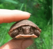 turtle on back gifs tenor medium