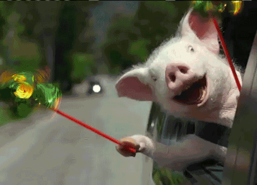 happy pig gifs find share on giphy medium