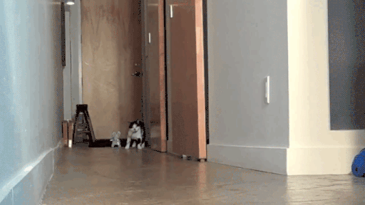 cat walk shoes gifs find share on giphy medium