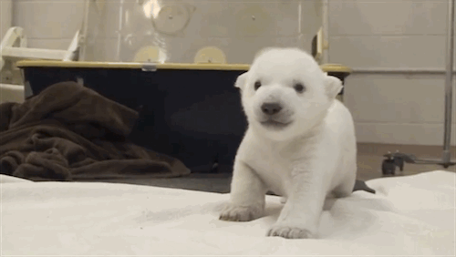 baby animals standing for the first time is the most adorable thing medium
