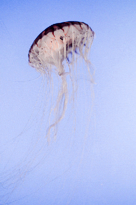 photography jellyfish gif find share on giphy medium