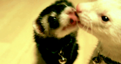 ferret kissing gif find share on giphy medium