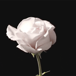 white rose blooming gifs get the best gif on giphy medium