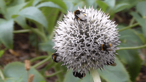 save the bees gifs get the best gif on giphy medium