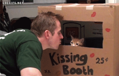23 cats who are going through a phase kissing booth cat and animal medium