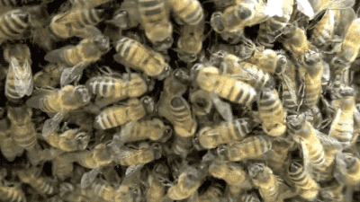 5 supersized bee swarms have already happened this summer inverse medium