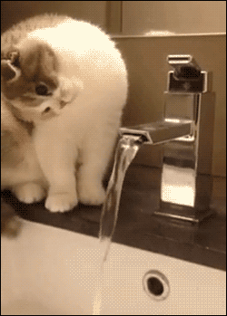 best cat gifs of the week 4 we love cats and kittens medium