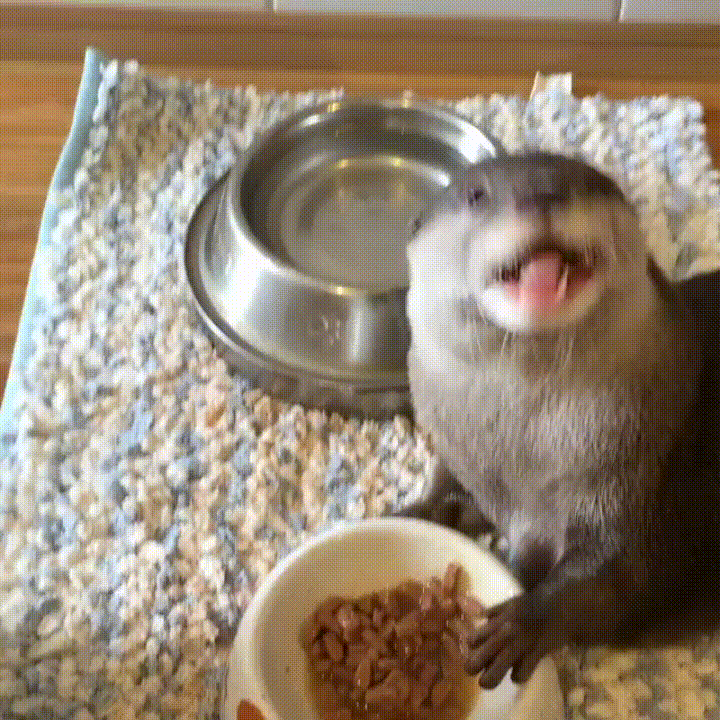 otter having a snack funny pinterest eating gif and gifs medium