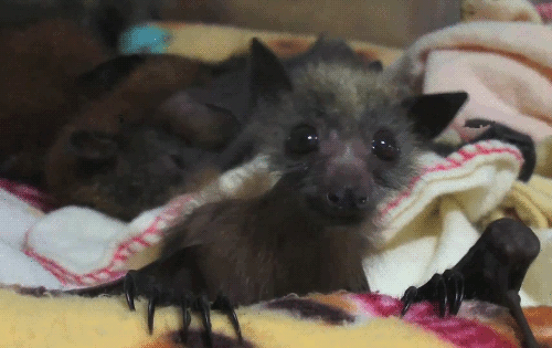 baby bat gif tumblr medium
