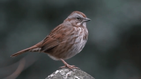 songbird sparrow tumblr medium