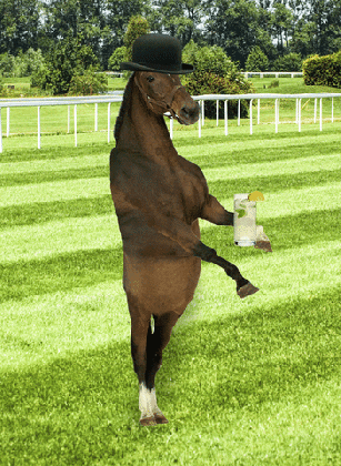 drunk horse gifs get the best gif on giphy medium