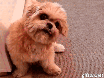 derp dog tongue gif on gifer by lalune medium