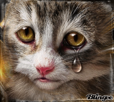 goodbye blingee pinterest cat medium