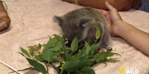 koala animated gif medium