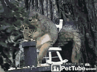 the top 10 funny squirrel image for complete entertainment value medium