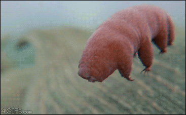 tardigrades microscopic moss piglet water bears of earth featured medium