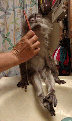 dirty monkey pictures funny gif 2081 funny monkey gifs funny medium
