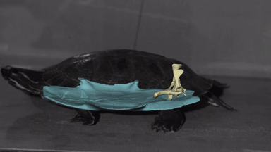 in focus how much do turtles wiggle their hips anatomy to you medium