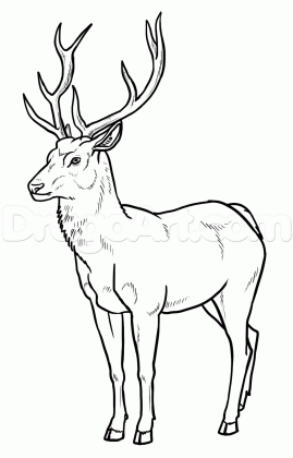 forest animals drawing at getdrawings com free for personal use medium