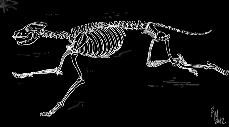 animated wolf skeleton drawing animation skull black medium