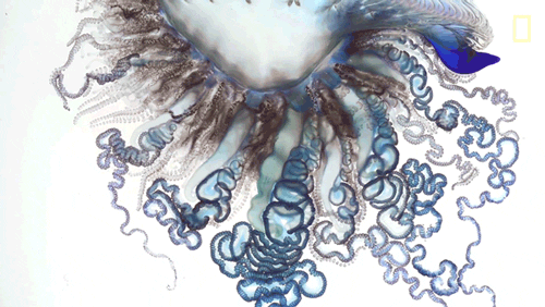 portuguese man of war fish gif by digg find share on giphy medium