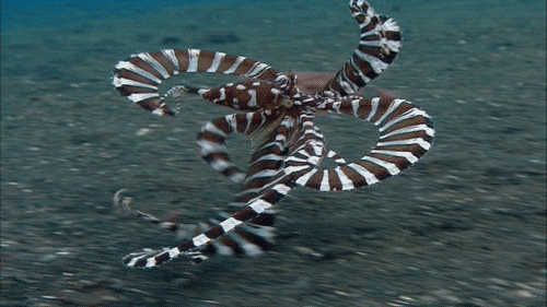 mimic octopus gifs get the best gif on giphy medium