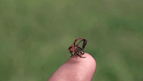 flight ladybug gif find share on giphy medium