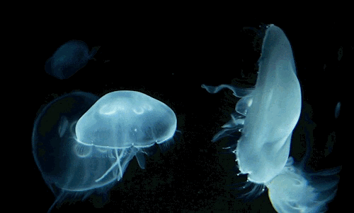 black jellyfish tumblr medium