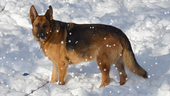german shepherd dog lovers community google medium