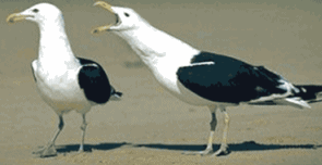funny seagull pictures bird gender medium