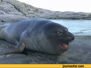 seal what gif gif animation animated pictures funny medium