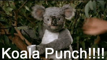 koala gif on gifer by dusho medium