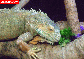 gif mira a esta iguana sacando la lengua gif 6247 medium