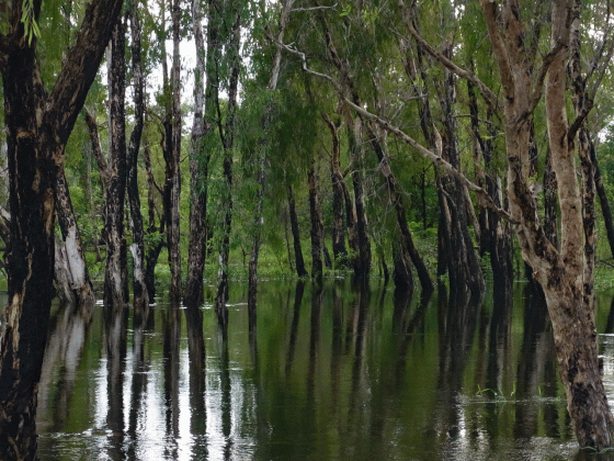 a flooded creek in kakadu national park two minute postcards medium