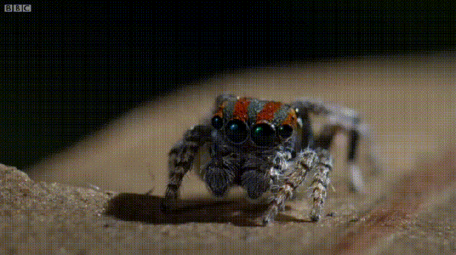 life spider gif find share on giphy medium
