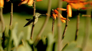 bitter rivalry of the week dragonflies vs hummingbirds ben s medium