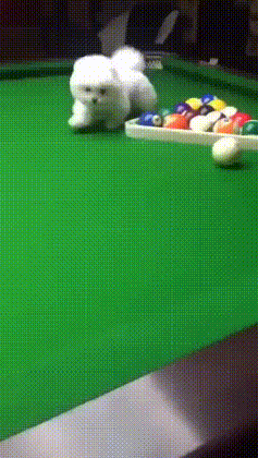 snowball corner gif find share on giphy medium
