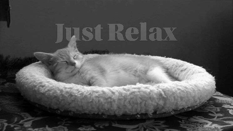 gif cinemagraph kitten sleeping animated gif on gifer by whitehunter medium