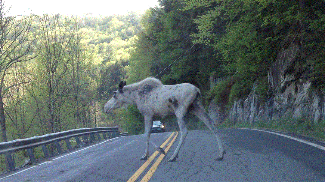 a rare white moose was spotted in rochester vermont photo by medium